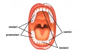 denti-permanenti-300x185