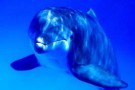 Il grande serpente di mare -parte seconda-