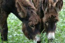 L’asino selvatico e l’asino domestico