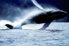 Il grande serpente di mare -parte quarta-