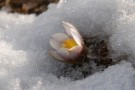 L’Inverno e la Primavera