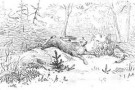 L’abete -parte terza-