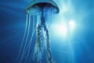 Il grande serpente di mare -parte terza-
