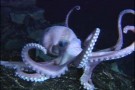 Il grande serpente di mare -parte sesta-