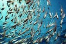 Il grande serpente di mare -parte prima-