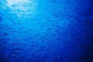 Il grande serpente di mare -parte quinta-
